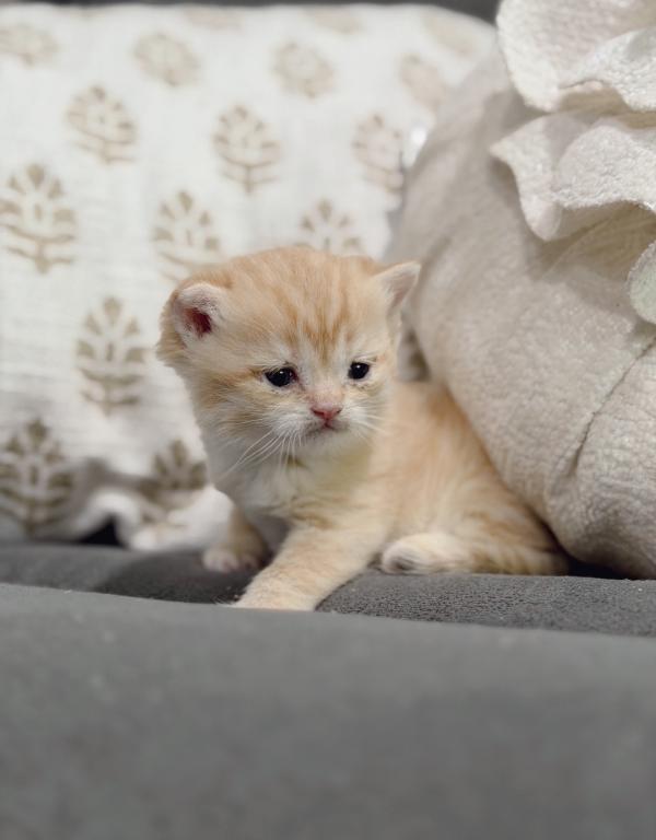 Golden British Shorthair Boy photo 20