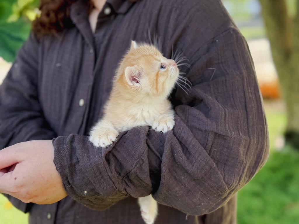 Golden British Shorthair Boy photo 10