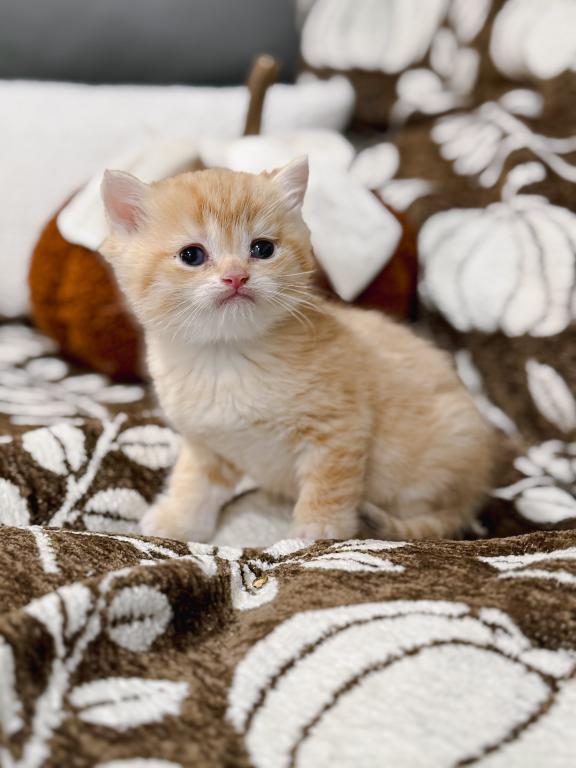 Golden British Shorthair Boy photo 17