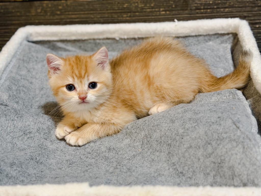 Golden British Shorthair Boy photo 8