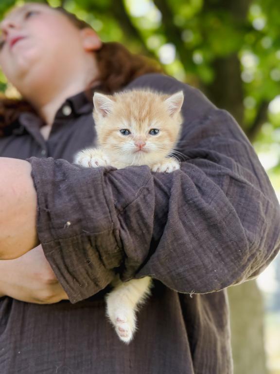 Golden British Shorthair Boy photo 12