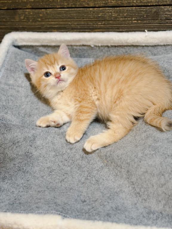 Golden British Shorthair Boy photo 9