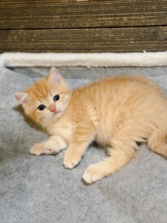 Golden British Shorthair Boy photo 6