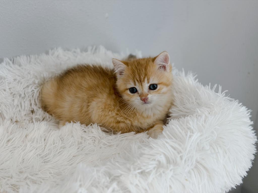Golden British Shorthair Boy photo 2