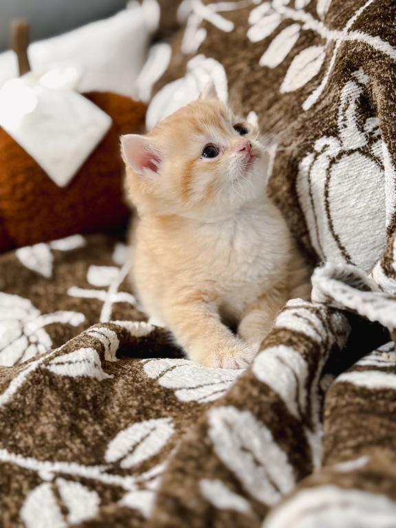 Golden British Shorthair Boy photo 15