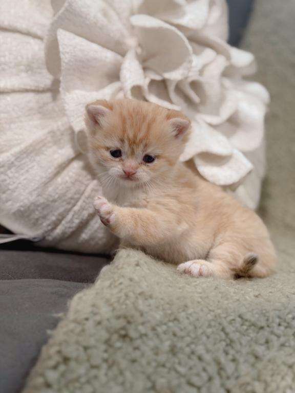 Golden British Shorthair Boy photo 18
