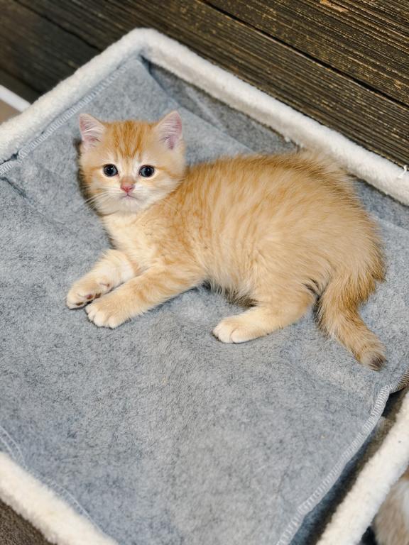 Golden British Shorthair Boy photo 7