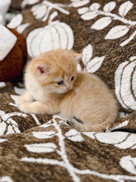 Golden British Shorthair Boy photo 14