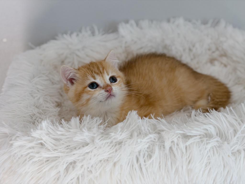 Golden British Shorthair Boy photo 1