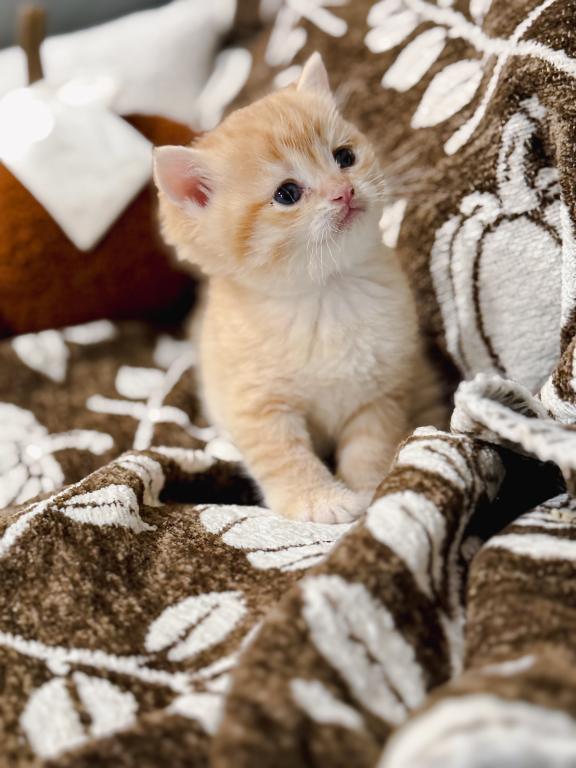 Golden British Shorthair Boy photo 16