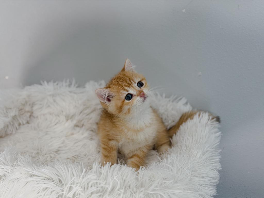 Golden British Shorthair Boy photo 3