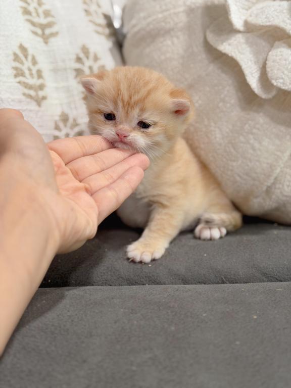 Golden British Shorthair Boy photo 19