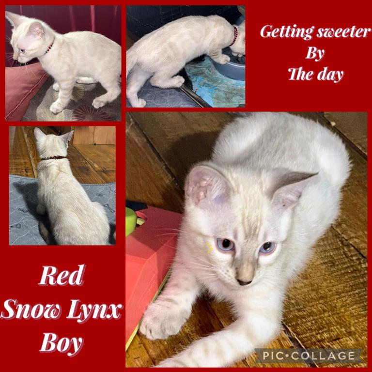 Wazis Kittens photo 2