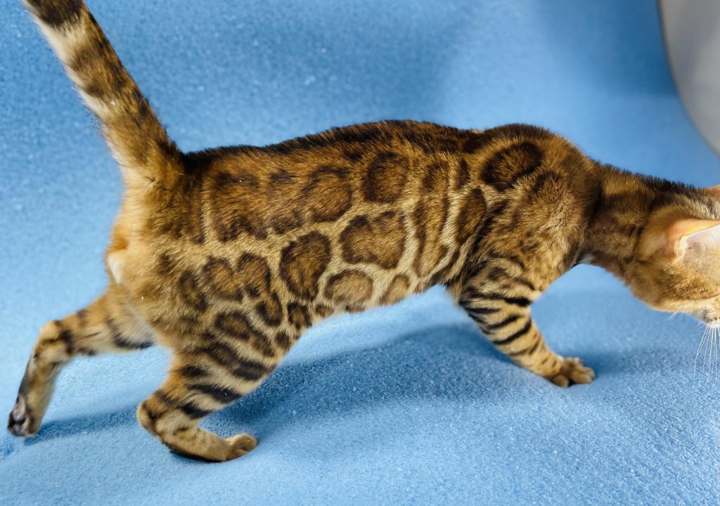 Apollo Kittens photo 5