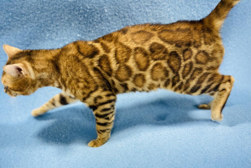 Apollo Kittens photo 3