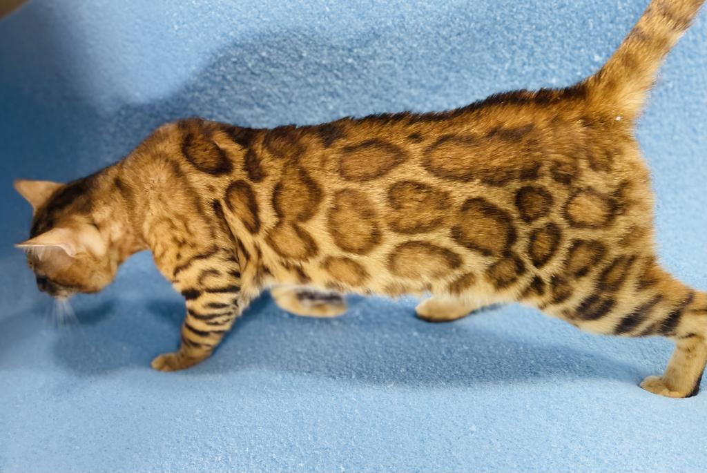 Apollo Kittens photo 1