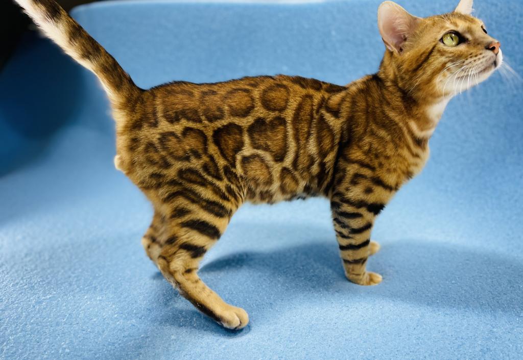 Apollo Kittens photo 4