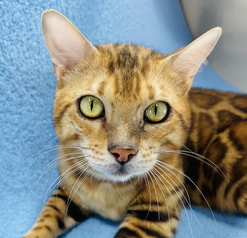 Apollo Kittens photo 2