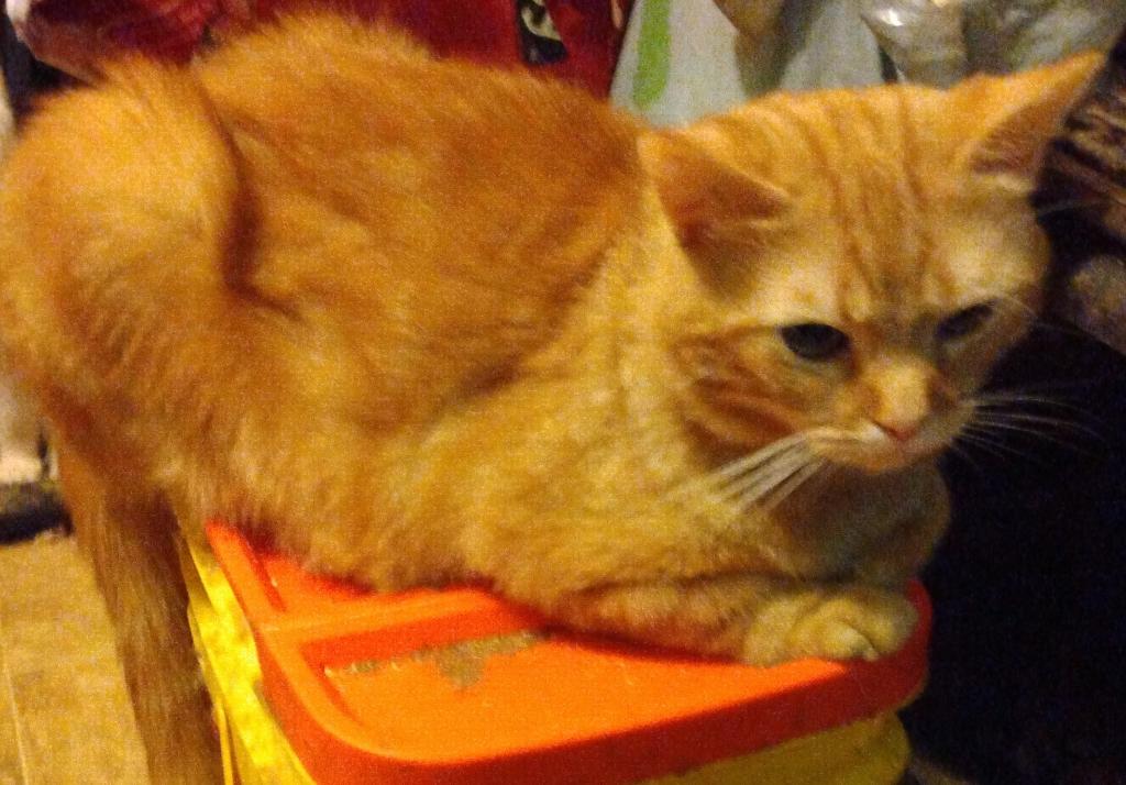 ORANGE BEAUTY photo 1