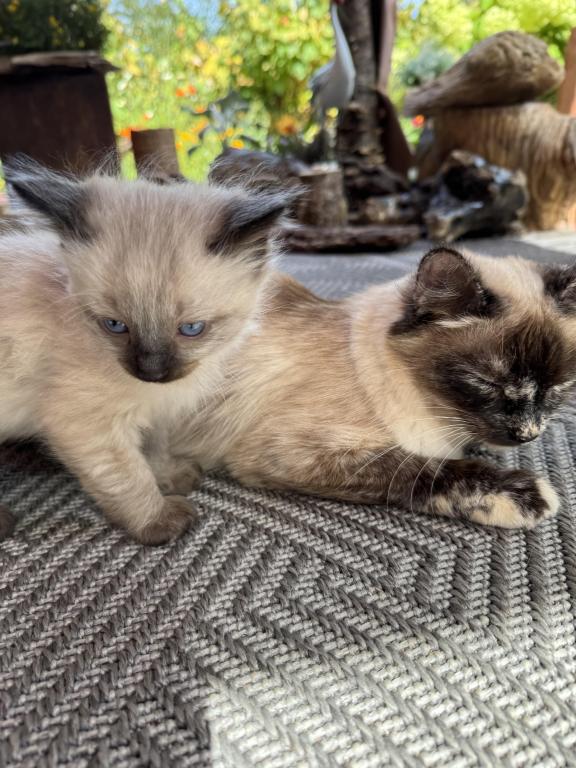 4 Kittens photo 2