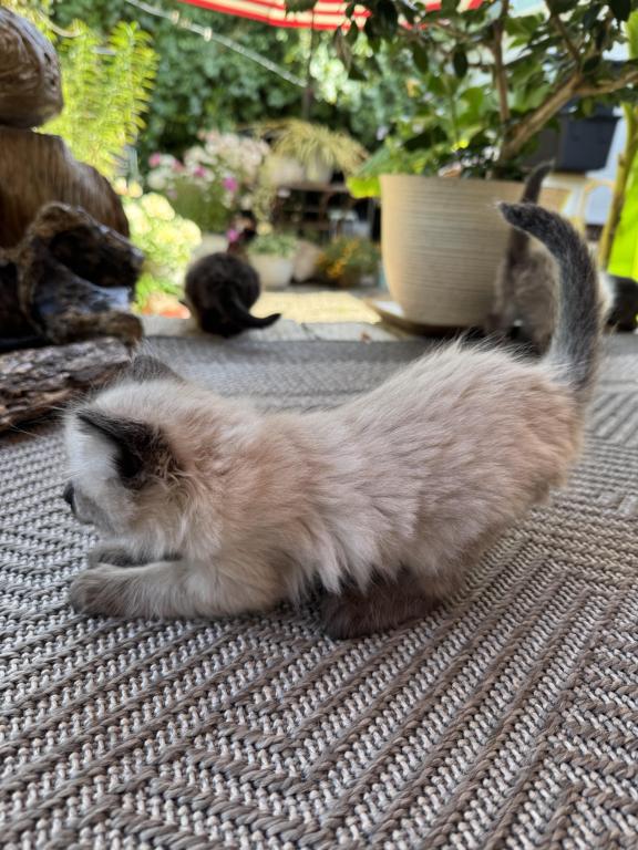 4 Kittens photo 12