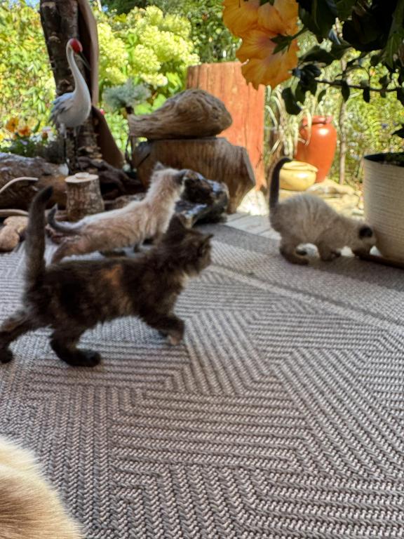 4 Kittens photo 6