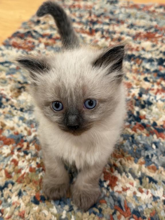 4 Kittens photo 17