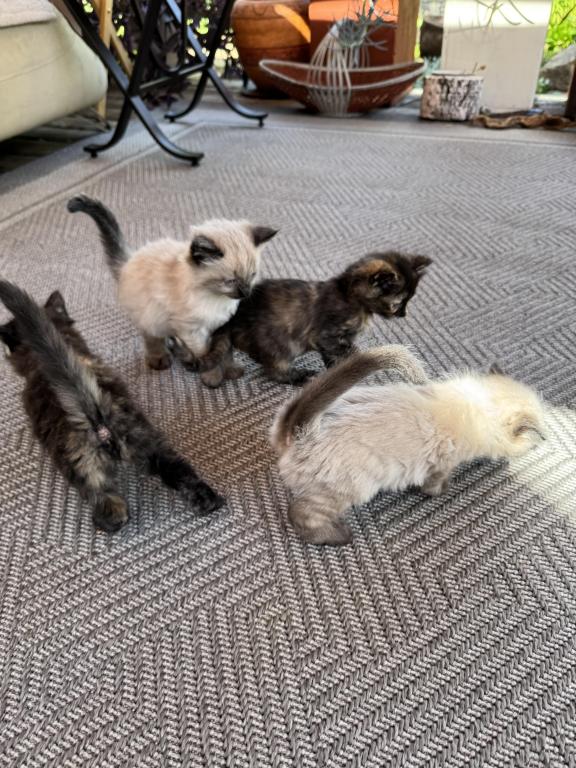 4 Kittens photo 13