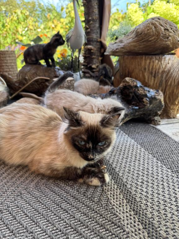 4 Kittens photo 9
