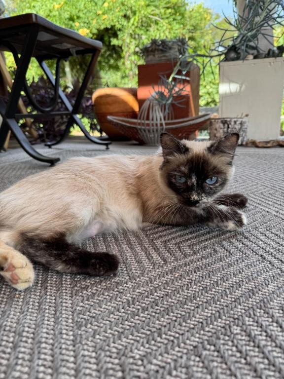 4 Kittens photo 11