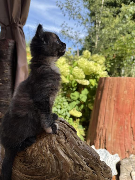4 Kittens photo 8