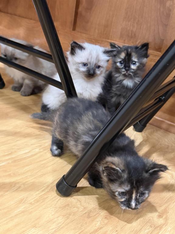 4 Kittens photo 16