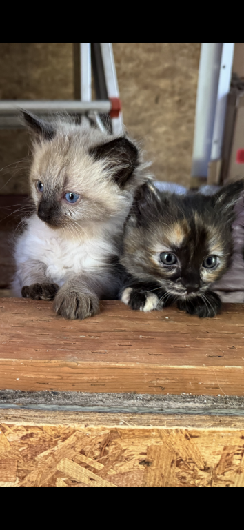 4 Kittens photo 1