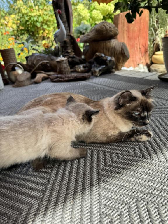 4 Kittens photo 10