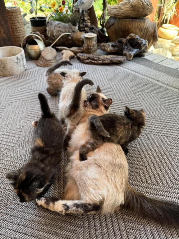 4 Kittens photo 3