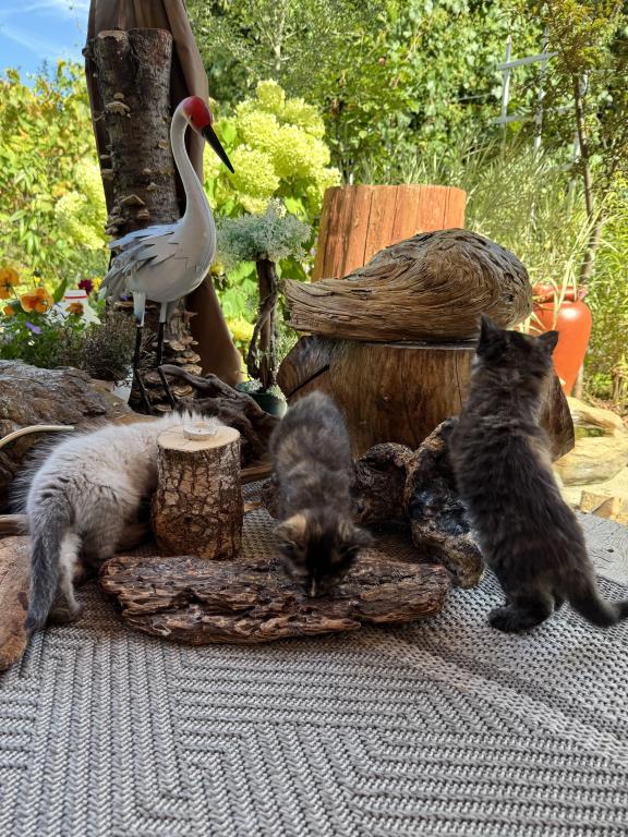 4 Kittens photo 4