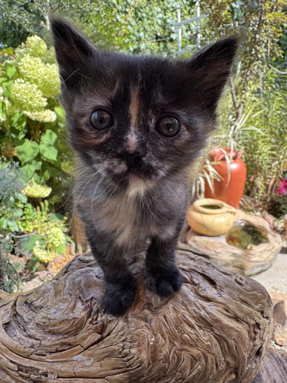 4 Kittens photo 7
