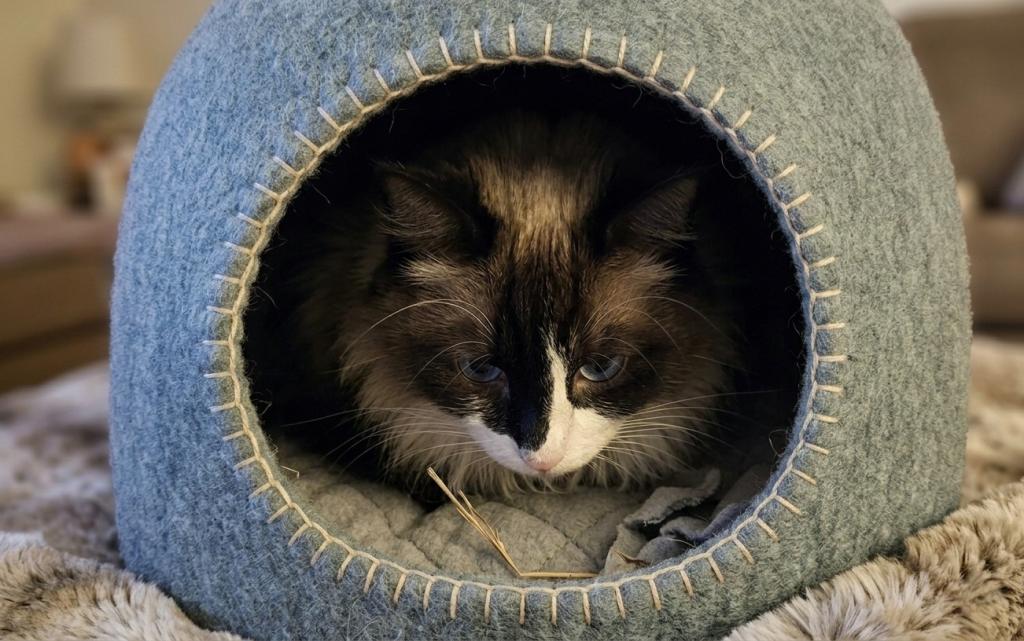 Zander The Ragdoll photo 3