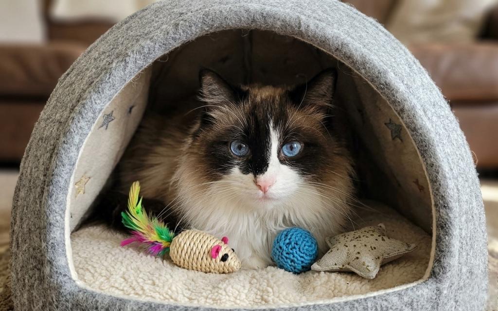 Zander The Ragdoll photo 2