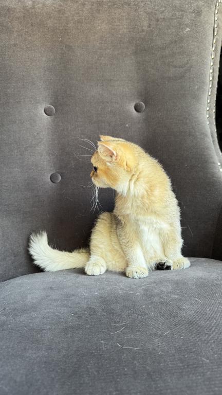 Golden British Shorthair Male Kitten photo 3