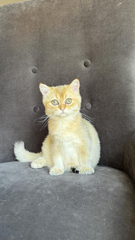Golden British Shorthair Male Kitten
