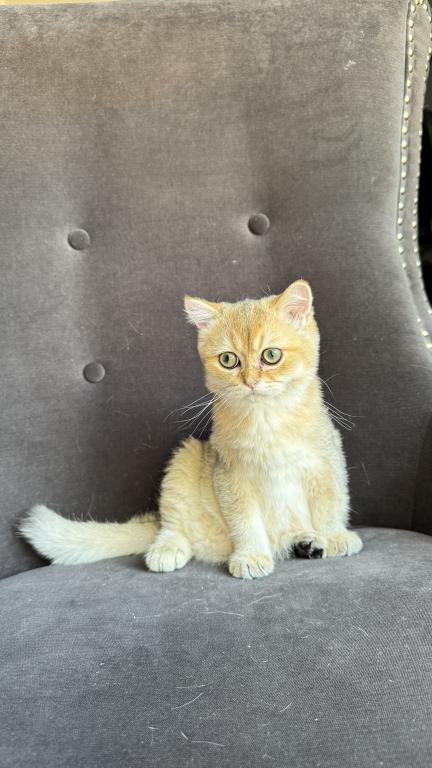 Golden British Shorthair Male Kitten photo 6