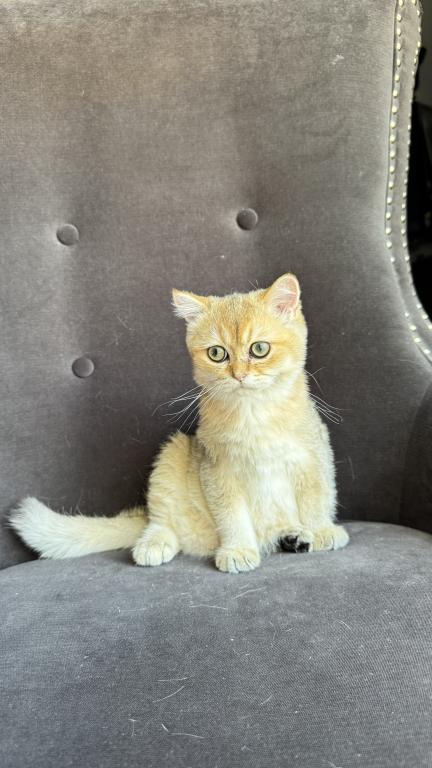 Golden British Shorthair Male Kitten photo 5