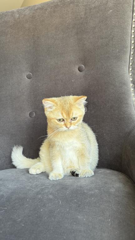 Golden British Shorthair Male Kitten photo 2