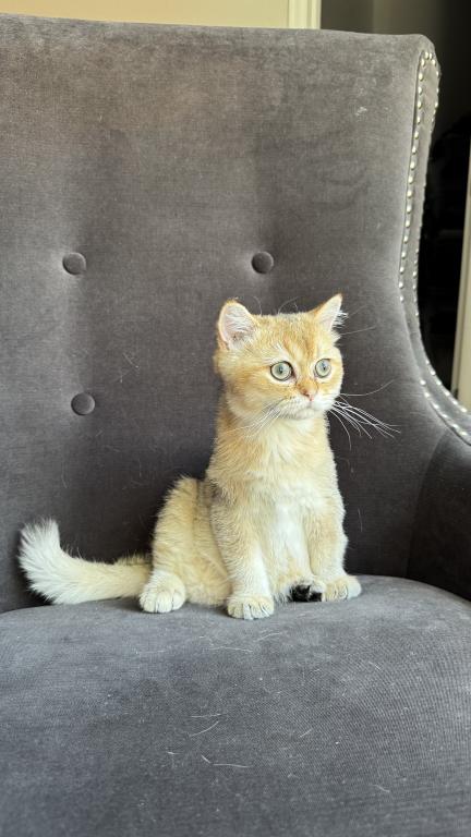 Golden British Shorthair Male Kitten photo 4