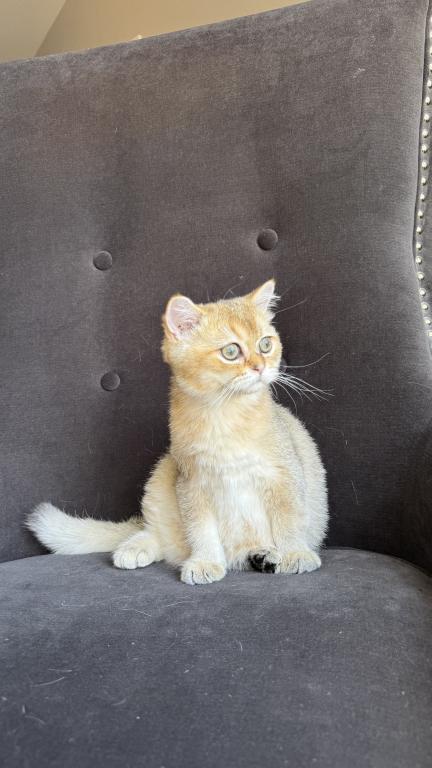 Golden British Shorthair Male Kitten photo 8