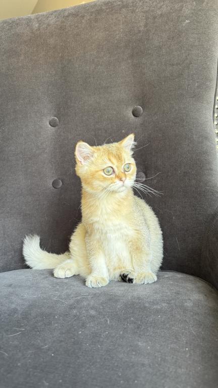 Golden British Shorthair Male Kitten photo 7