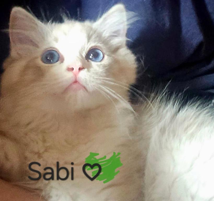 Sabi photo 1