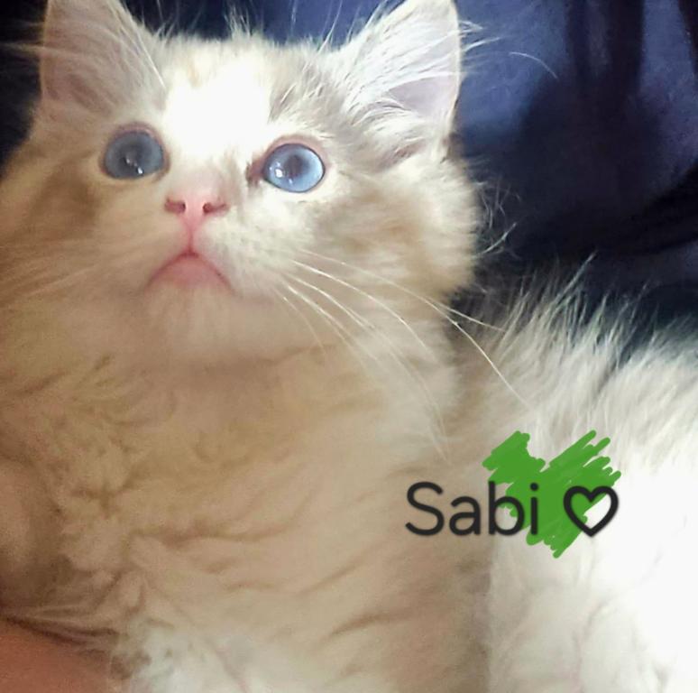 Sabi photo 2