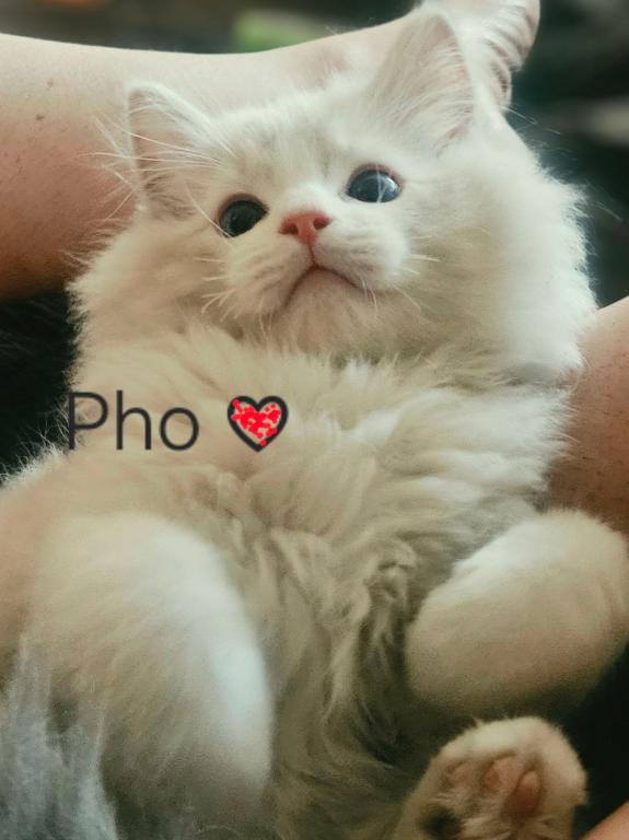 Pho photo 1